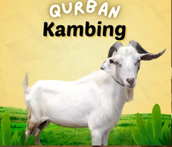 Kurban - Qurban Kambing  gerogol cilegon