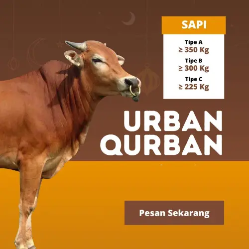Kurban - Qurban Sapi  gerogol cilegon